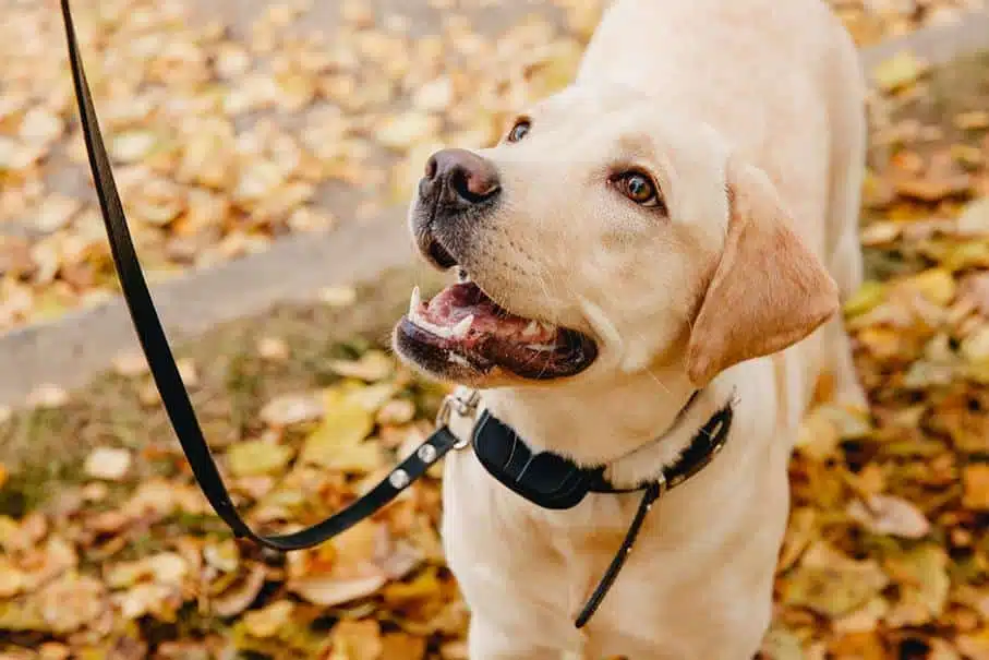 Les meilleurs outils pour faciliter l'éducation canine