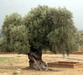Les secrets mystiques de la feuille marron d'olivier un symbole de paix aux propriétés insoupçonnées