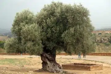 Les secrets mystiques de la feuille marron d'olivier un symbole de paix aux propriétés insoupçonnées