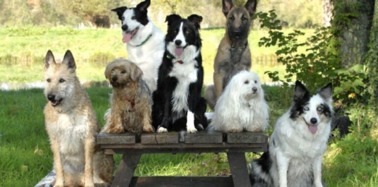 Airedale terrier, basset hound et beagle en portrait ensemble