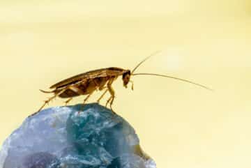 a close up of a bug on a rock