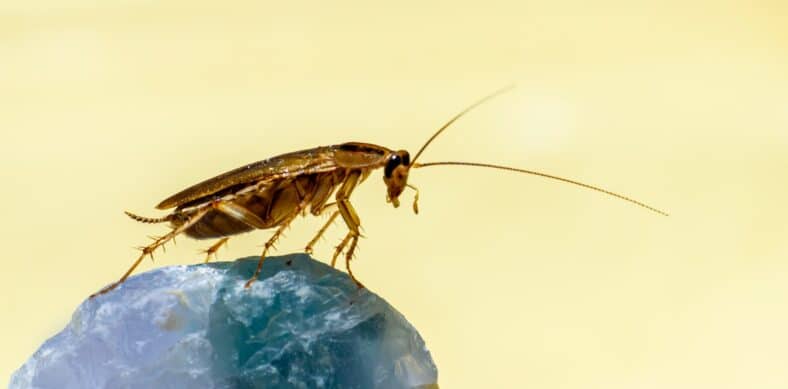 a close up of a bug on a rock