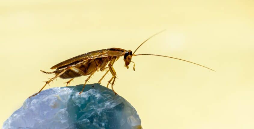 a close up of a bug on a rock