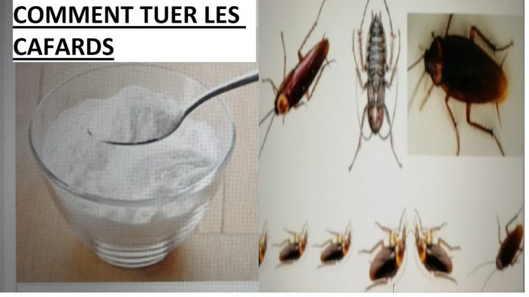 Cafard sur un mur avec des solutions naturelles à proximité