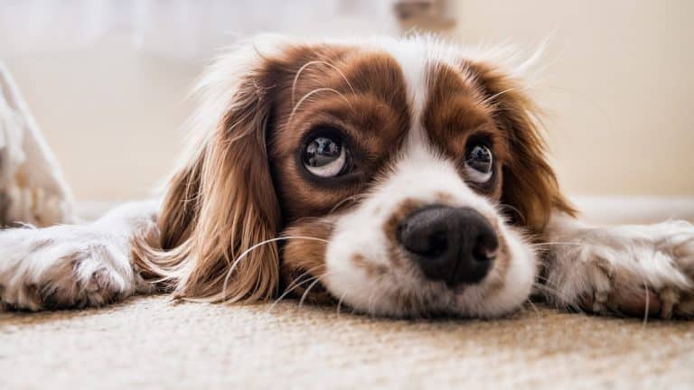 Les meilleurs accessoires pour les chiens 
