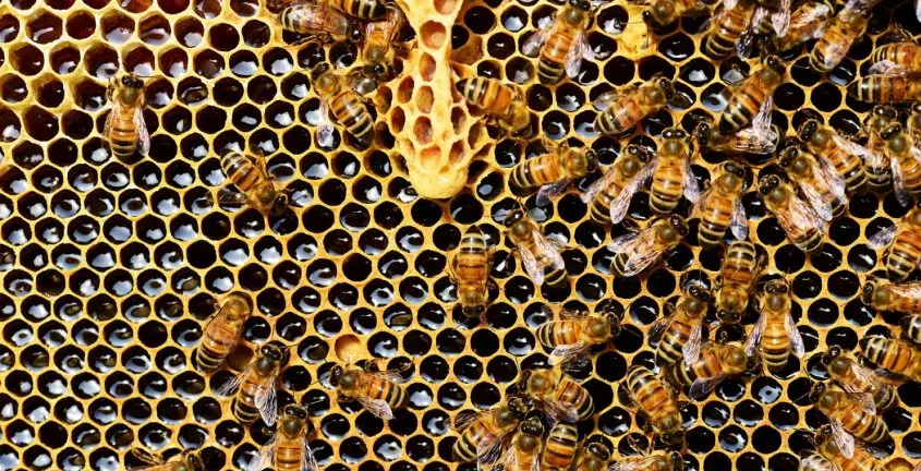 Pourquoi préférer la consommation du miel français ?