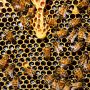 Pourquoi préférer la consommation du miel français ?