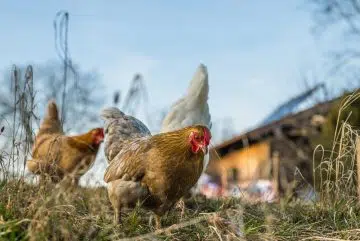 Quel matériel acheter pour nourrir la volaille ?